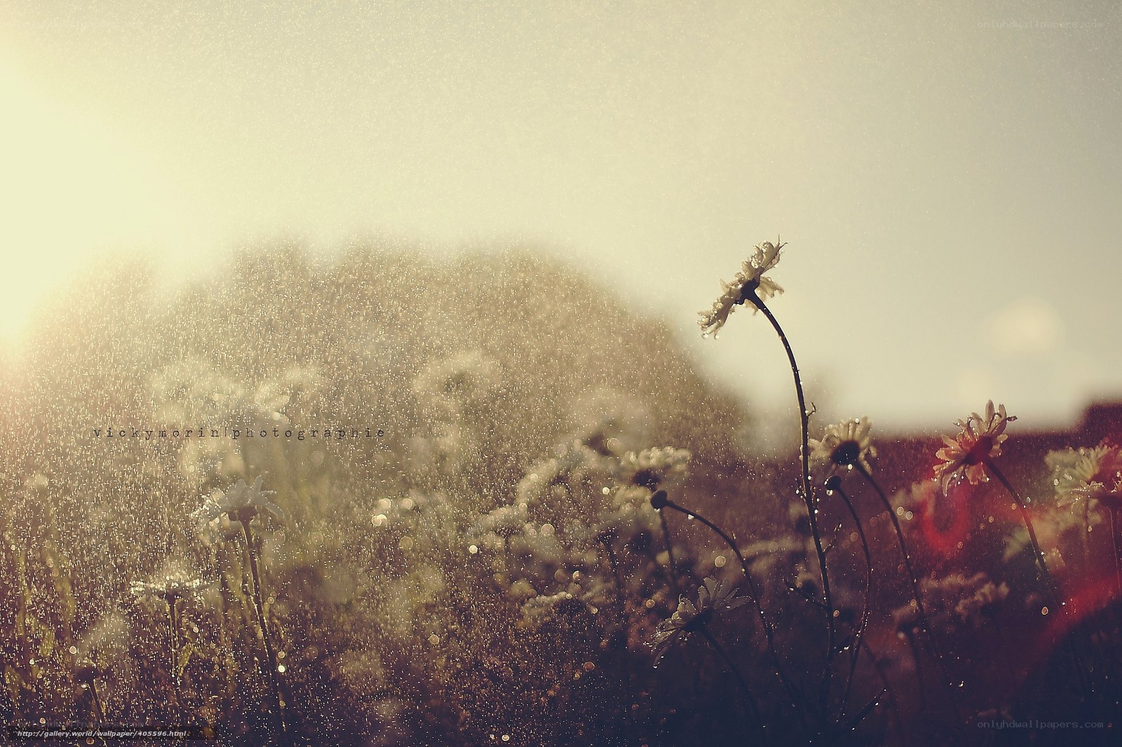Daisies in the Rain