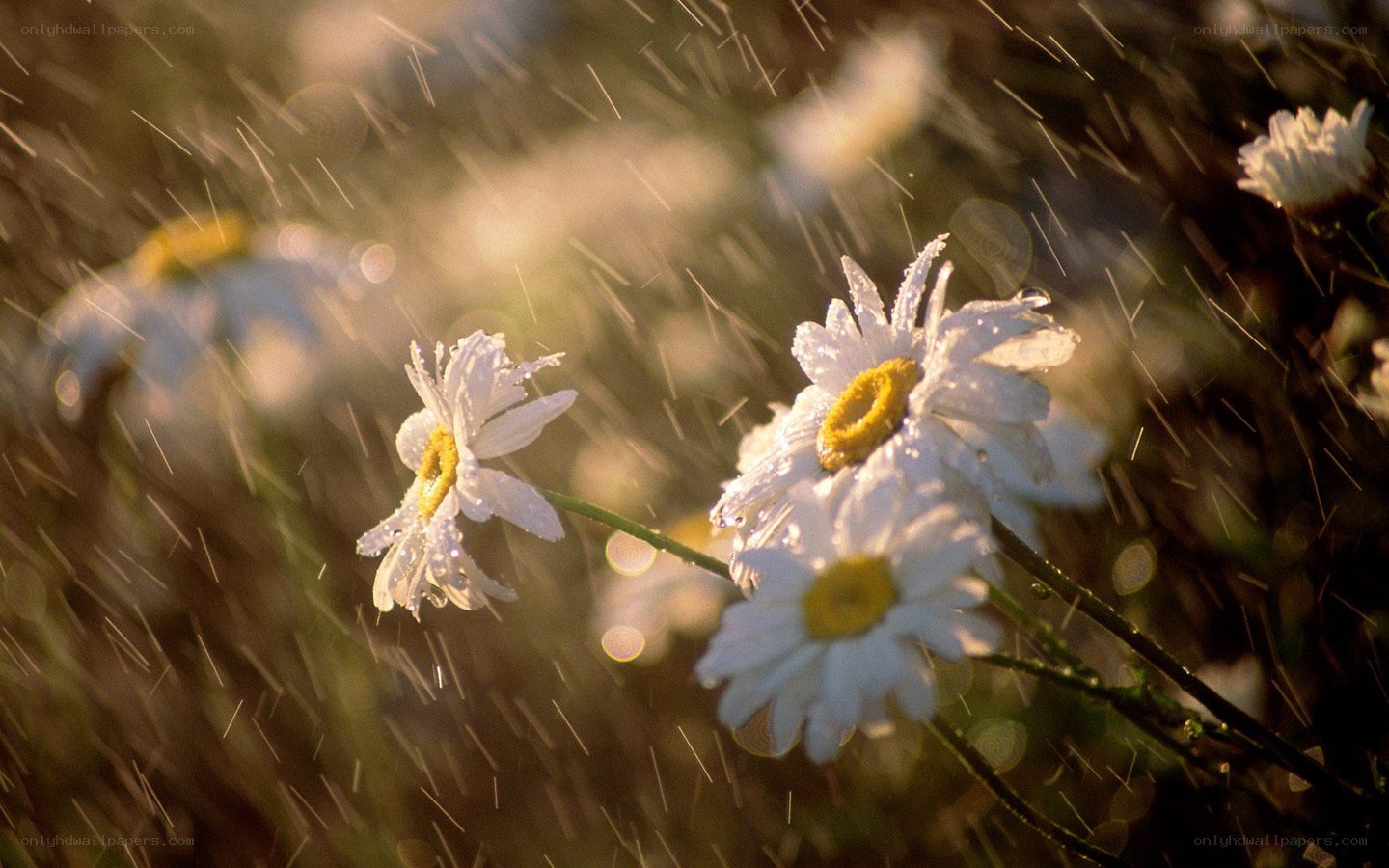 Daisies in the rain