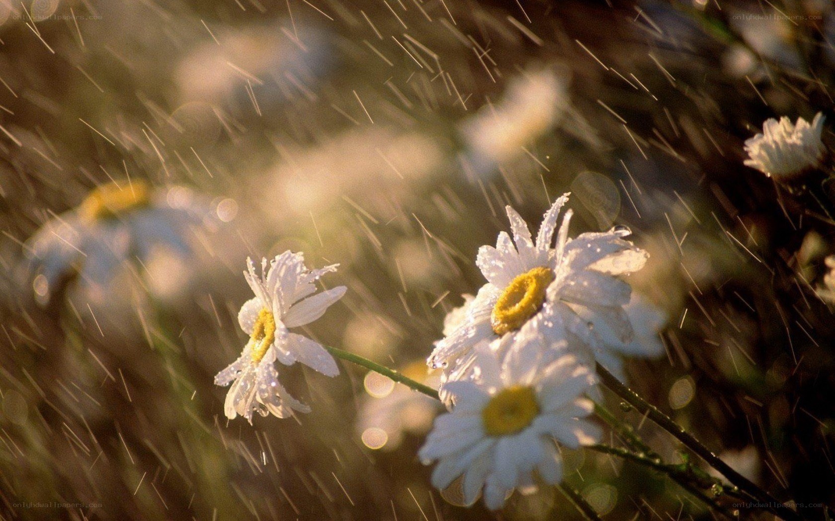 Daisies in the Rain
