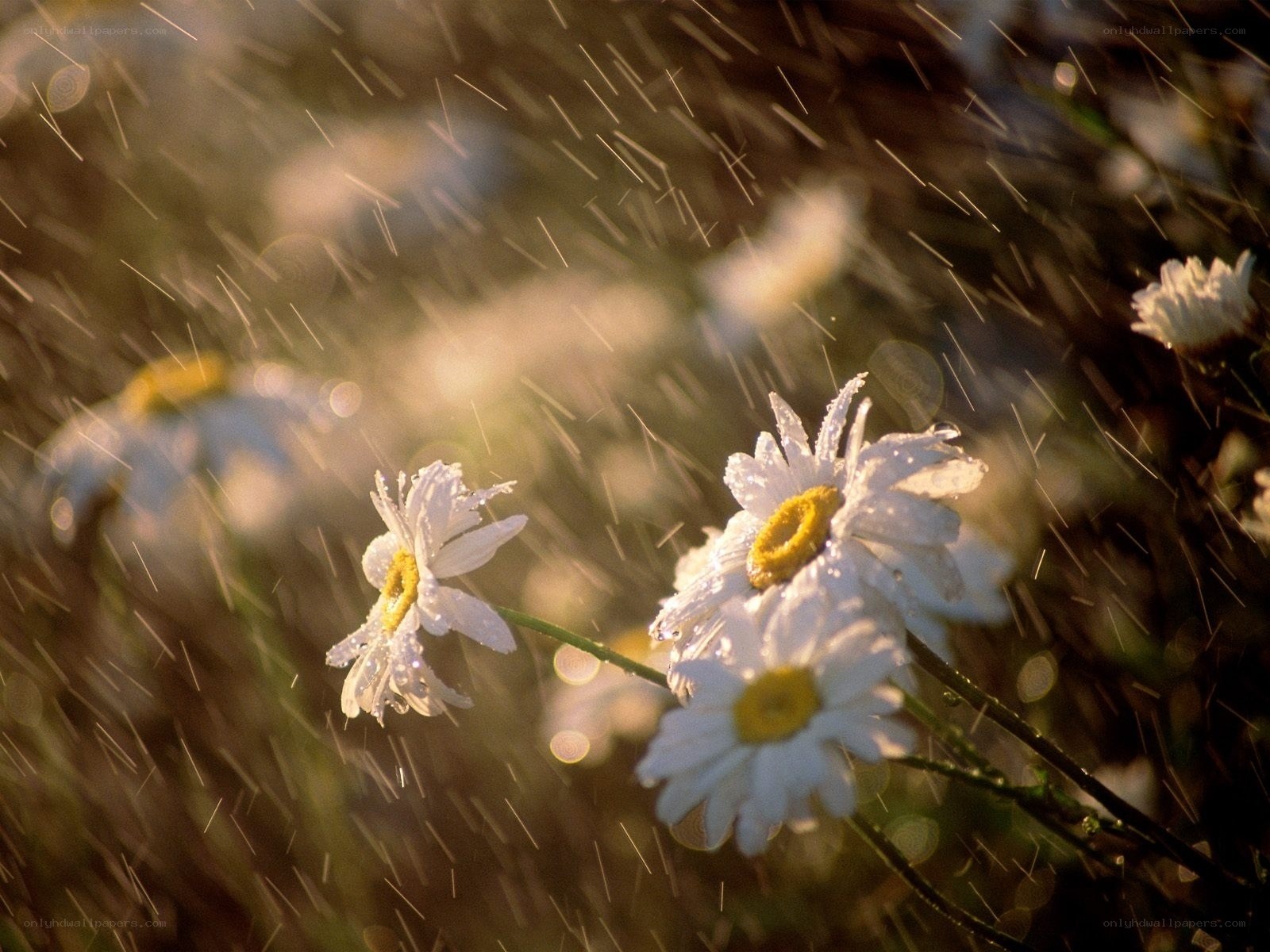 Daisies in the rain