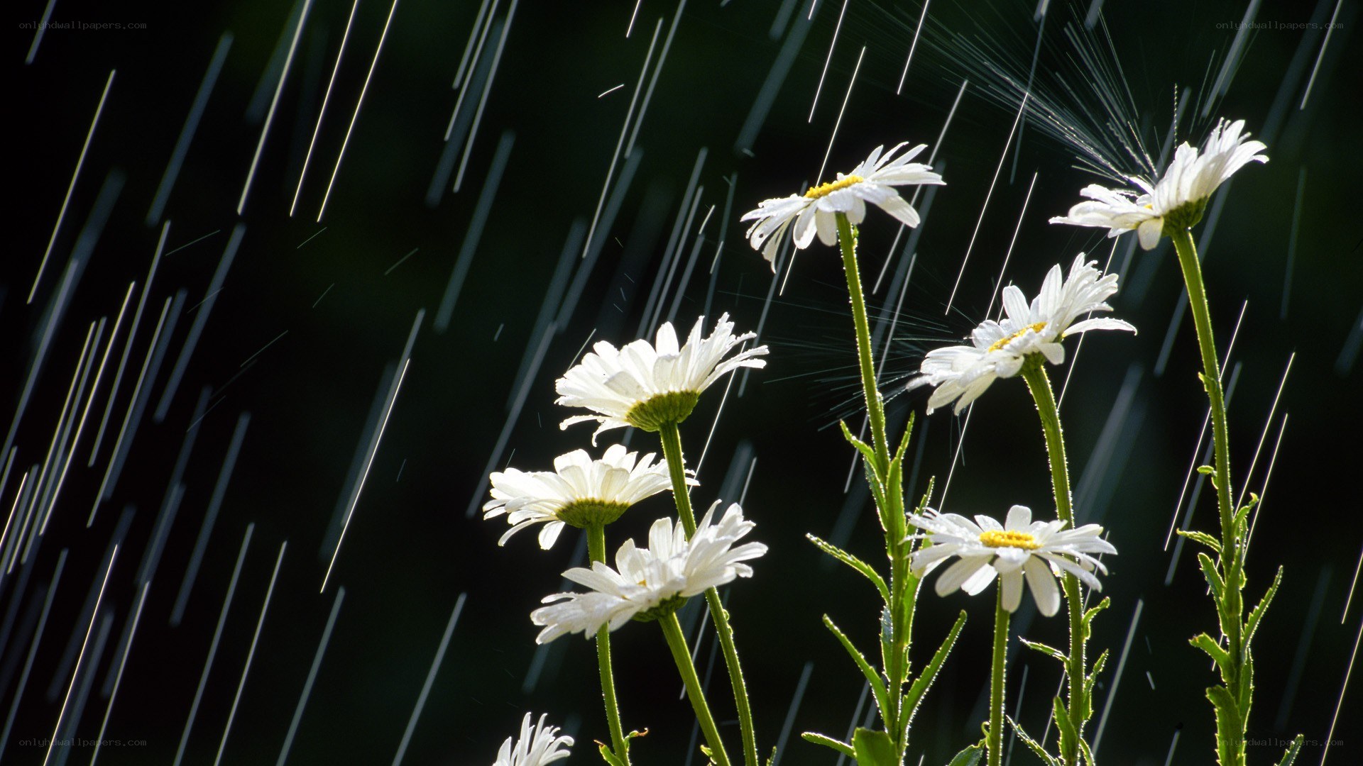 daisies in the rain