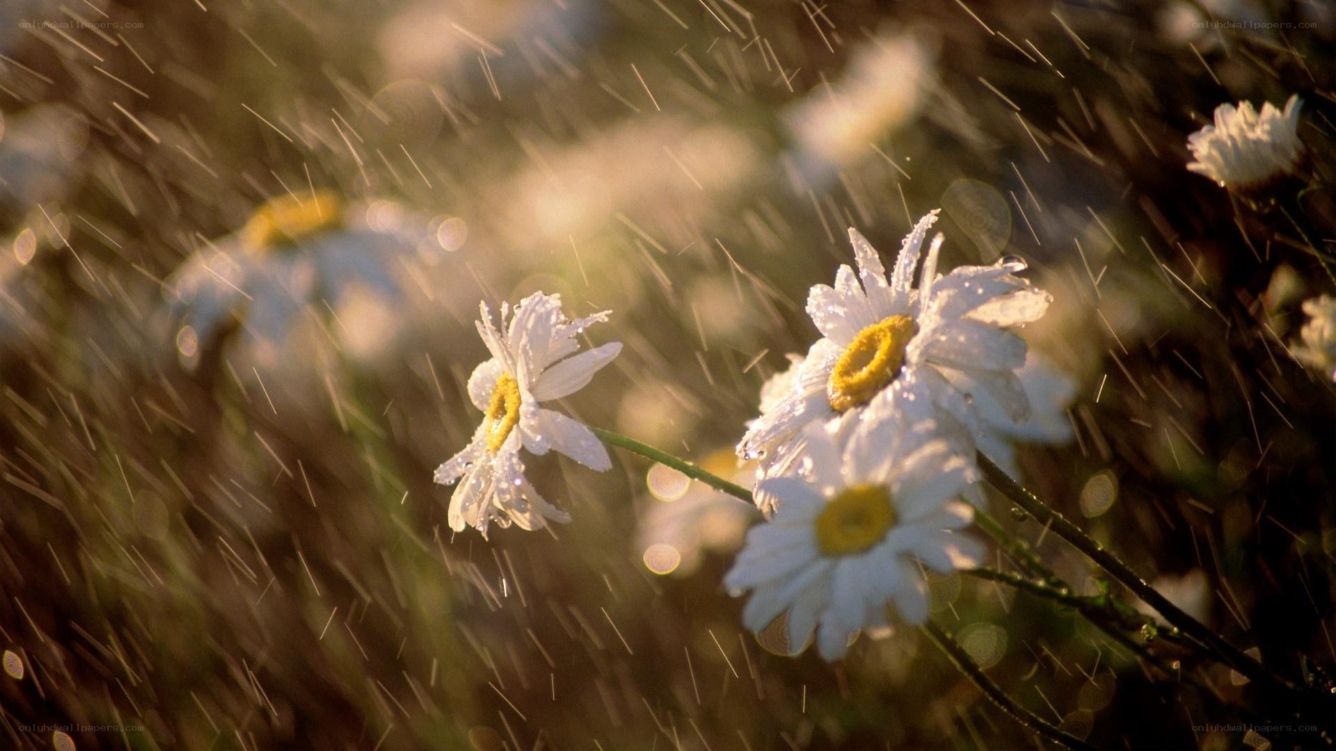 Daisies in the rain