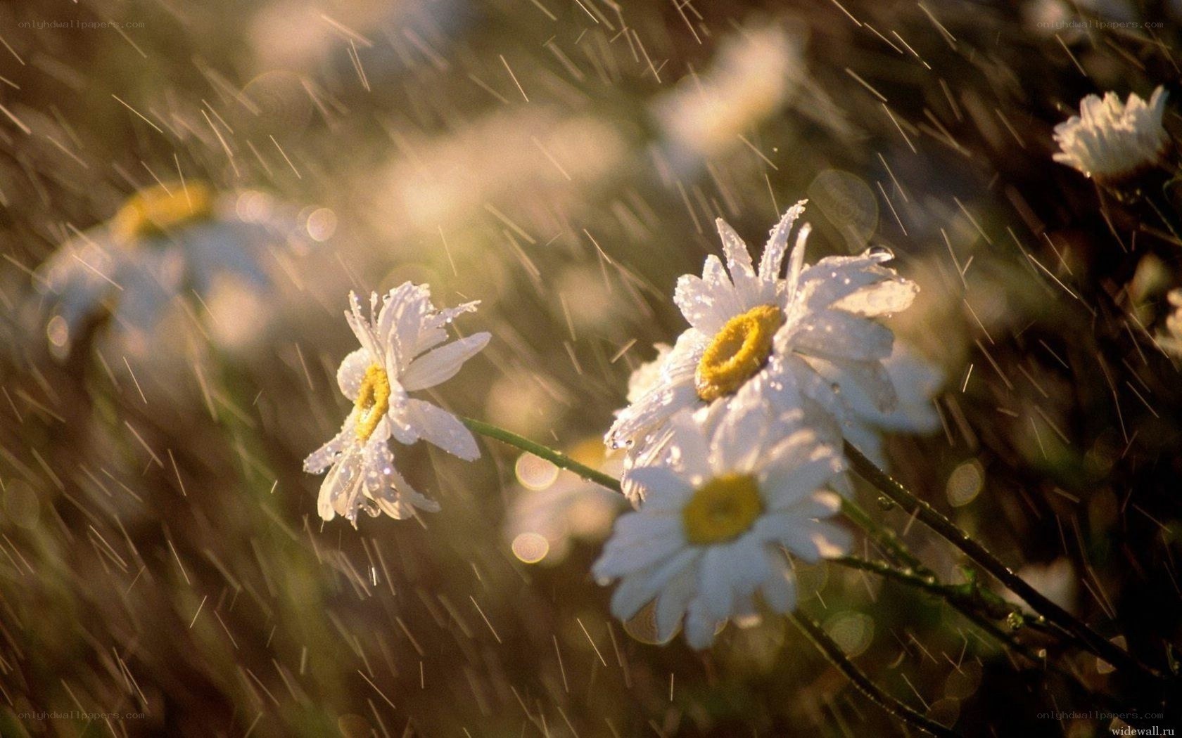 Daisies in the rain