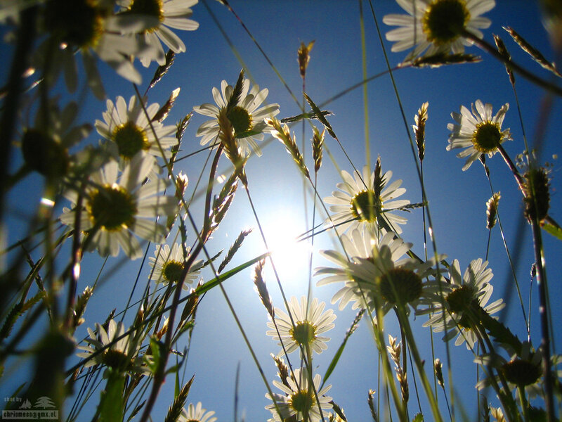 Daisies in the sun
