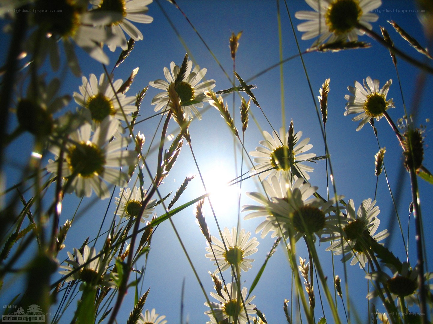 Daisies in the sun