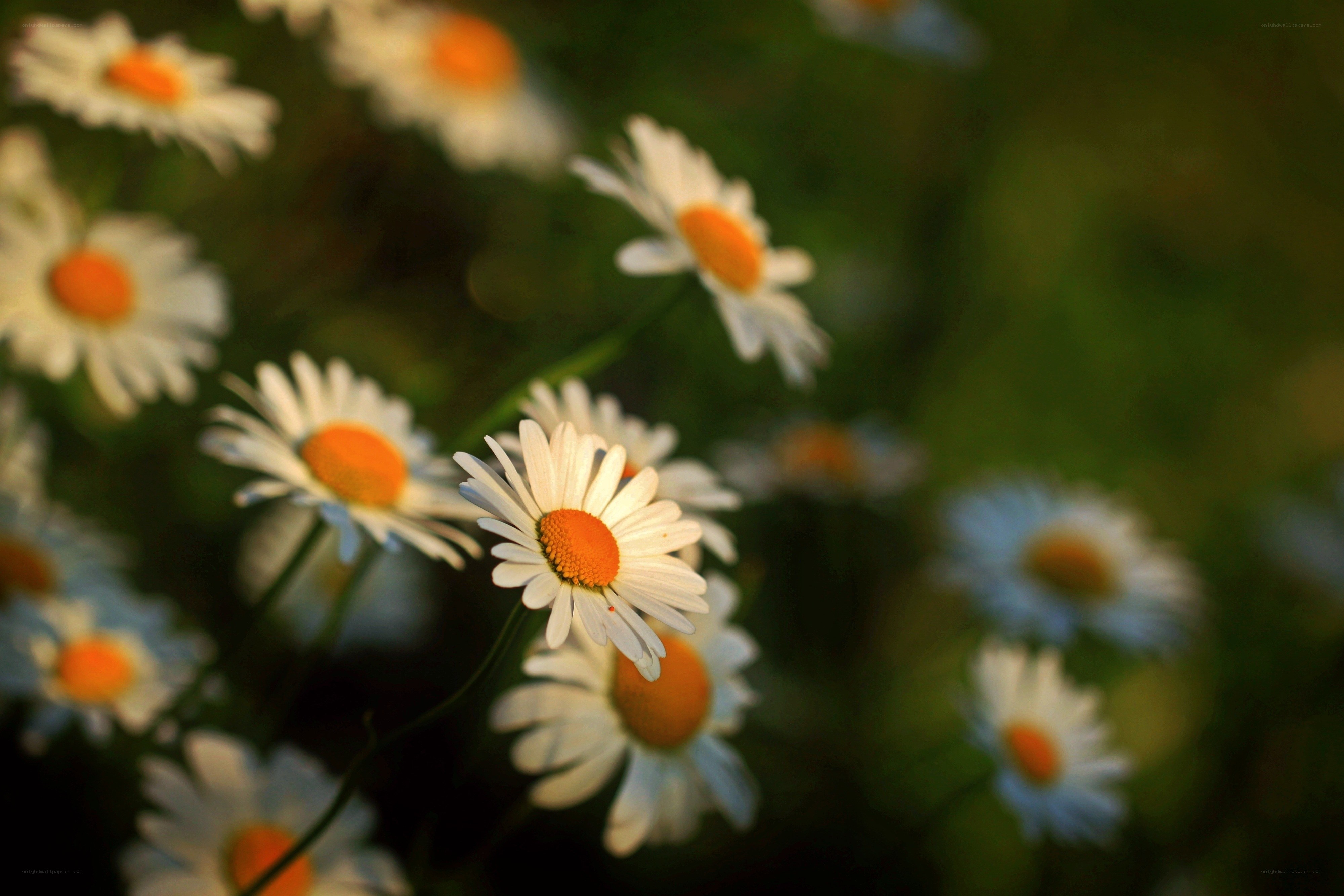Daisies in the Sunlight