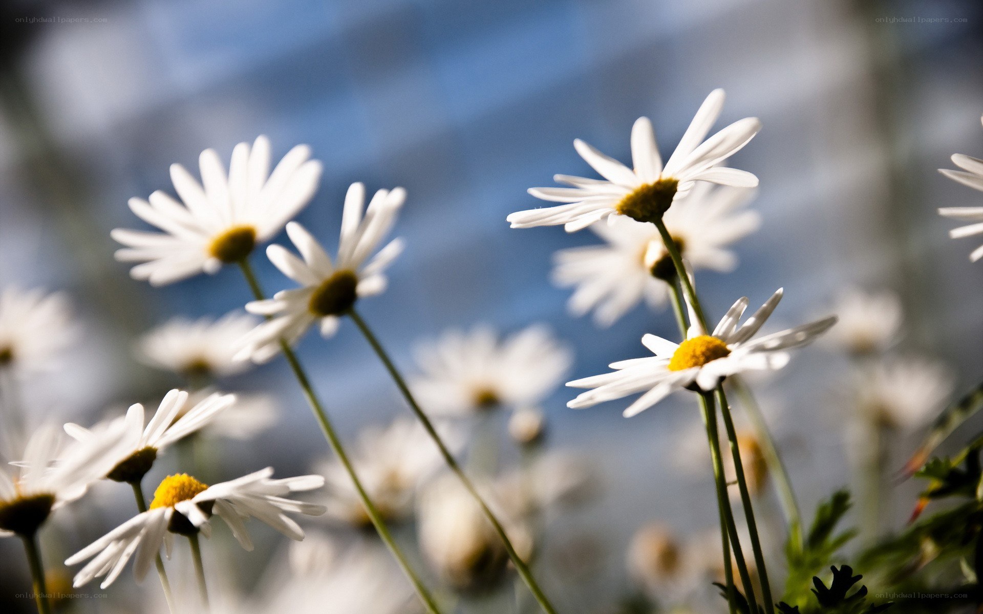 Daisies in the sunlight