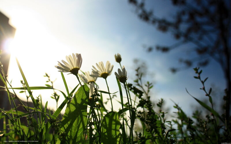 Daisies in the Sunlight