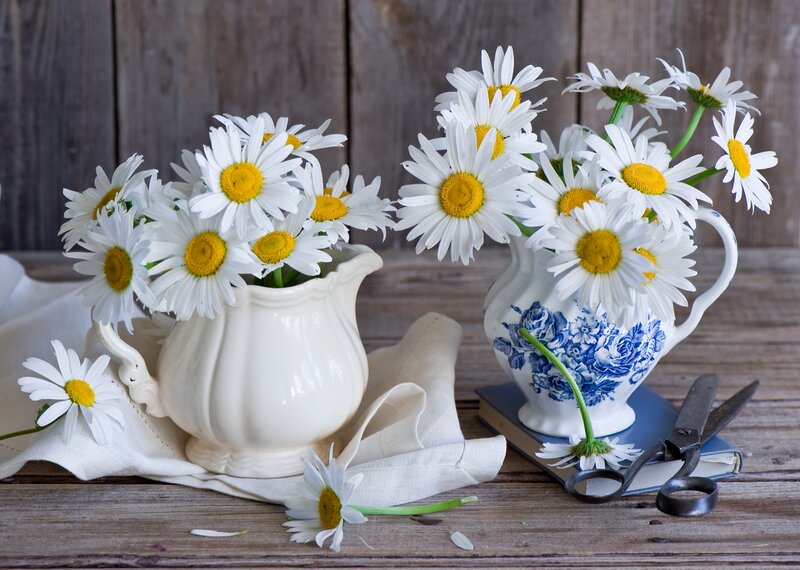 Daisies in Two Pitchers