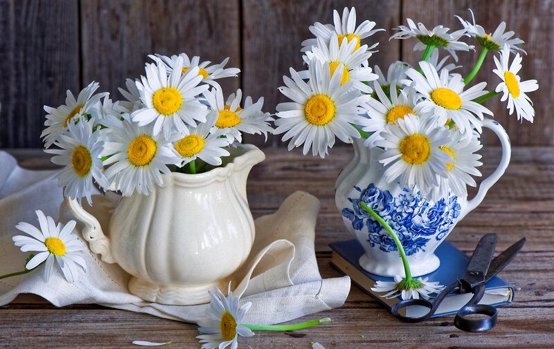 Daisies in Two Pitchers — White
