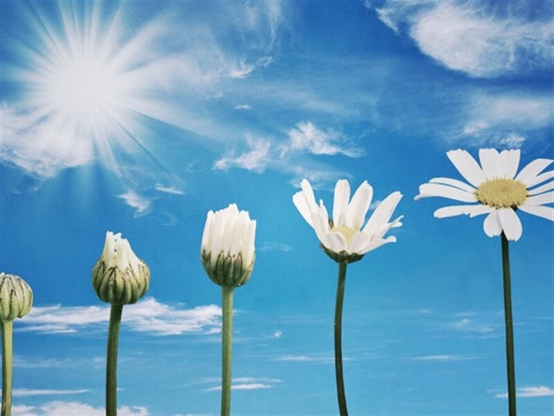 Daisies in Various Stages