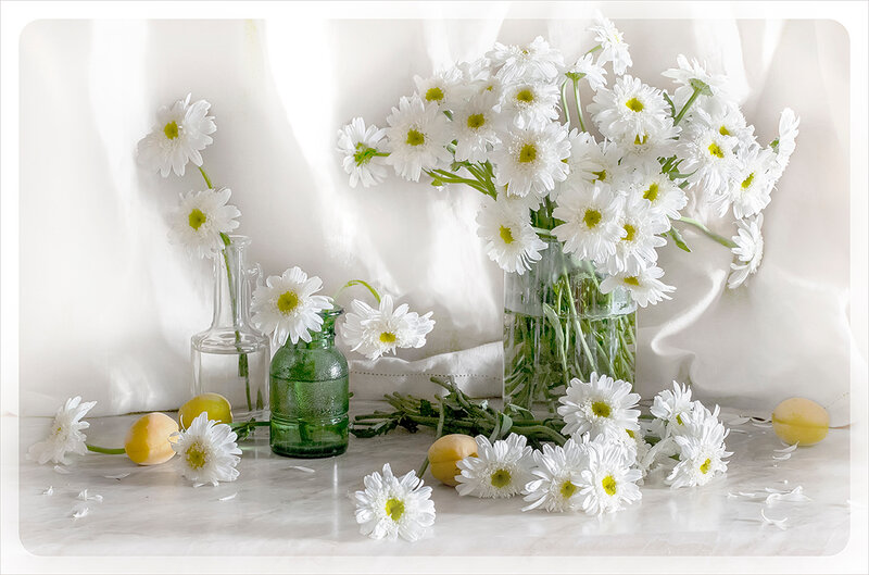 Daisies in Vases