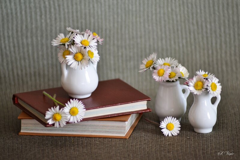 Daisies in Vases — White, Serene