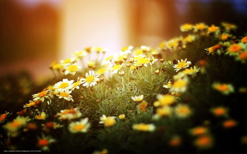 daisies in warm sunlight