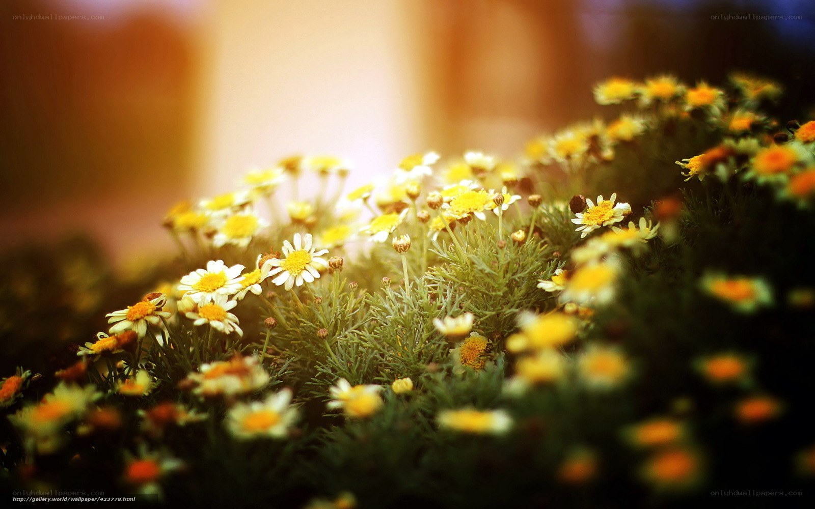 daisies in warm sunlight