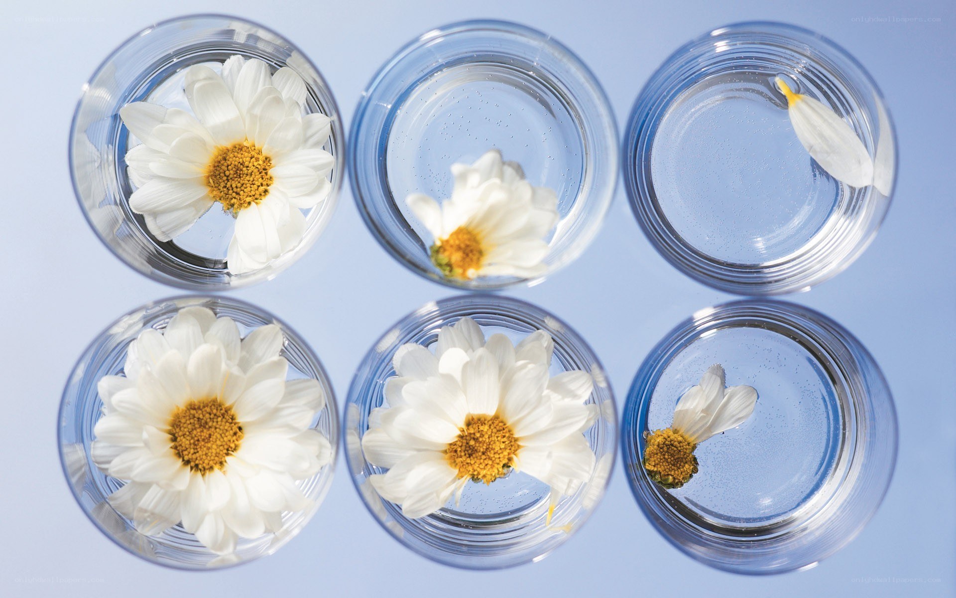 daisies in water glasses