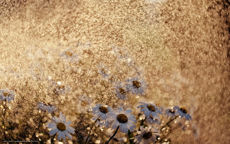 Daisies in Water Spray — White