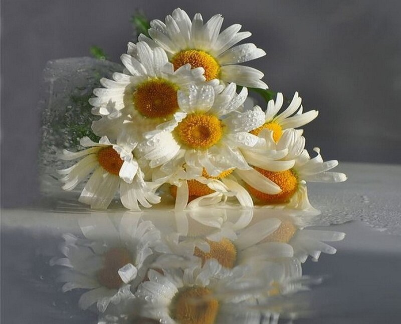 Daisies in Water