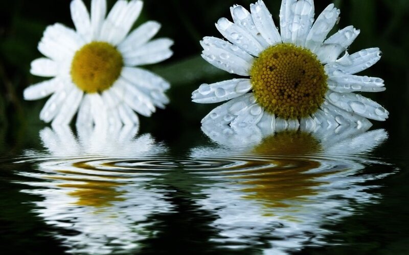Daisies in Water — White, Serene