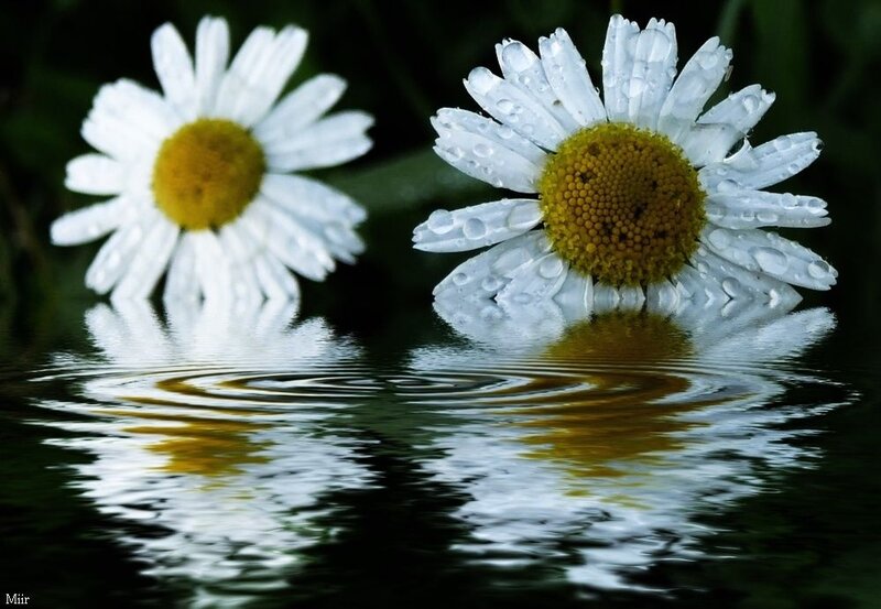 Daisies in Water — White