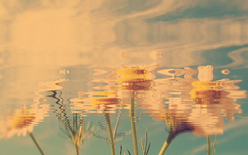 Daisies in Water — Yellow, Serene