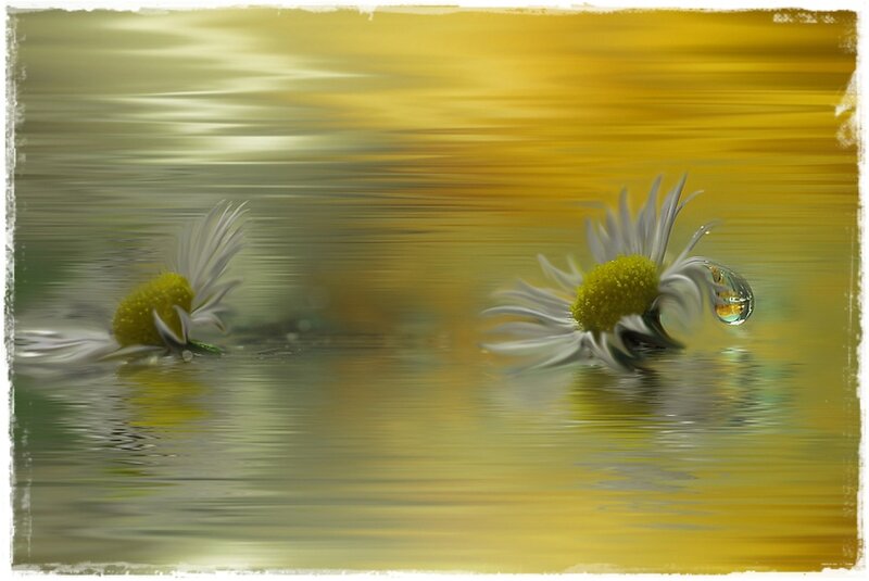 Daisies in Water — Yellow