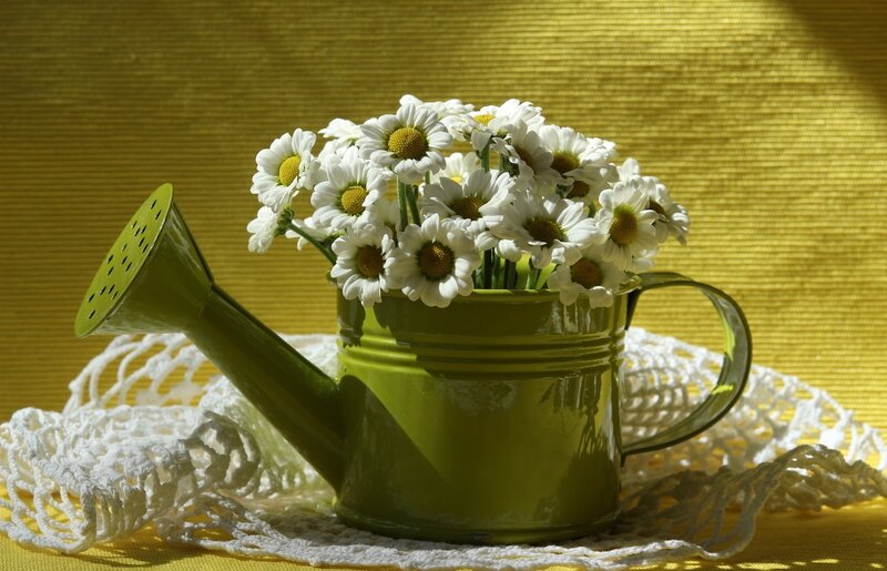 Daisies in Watering Can — Green