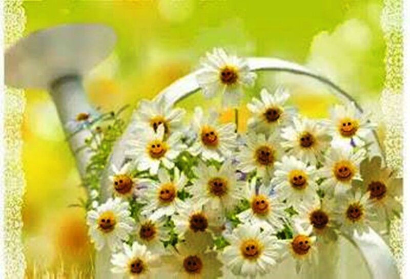 Daisies in Watering Can — White, Cheerful