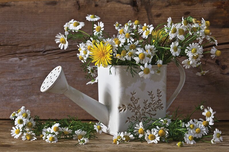 Daisies in Watering Can — White, Serene