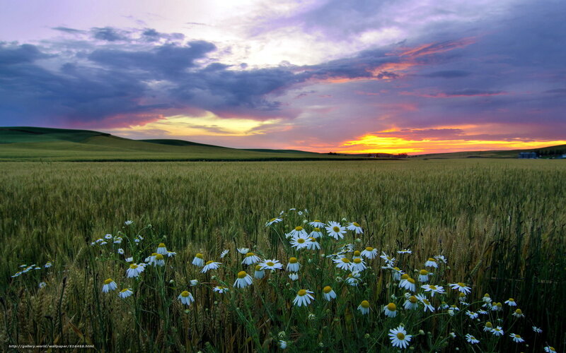 Daisies in Wheat Field — Purple