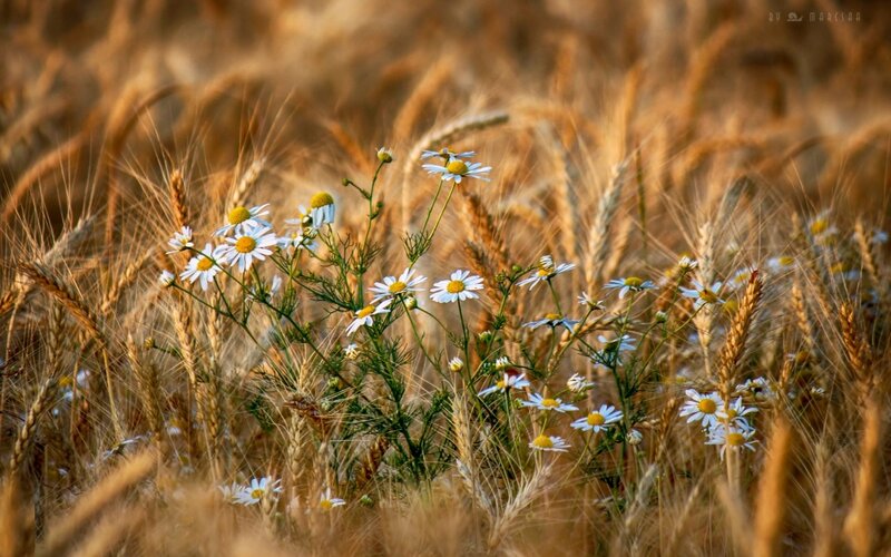 Daisies in Wheat Field