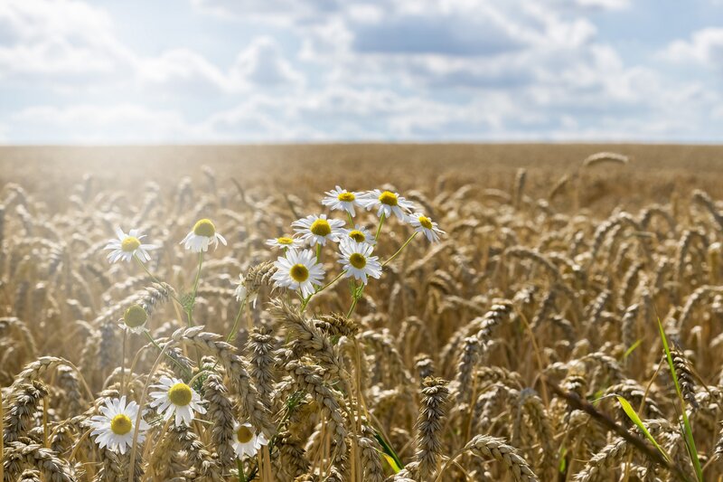 Daisies in Wheat Field — Yellow