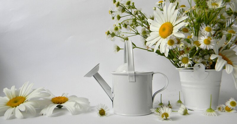 Daisies in White Bucket