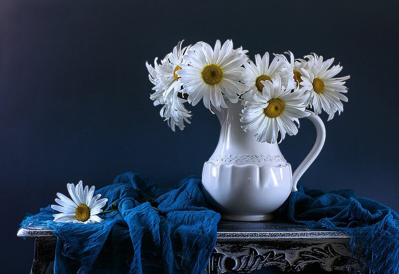 Daisies in White Pitcher — Serene