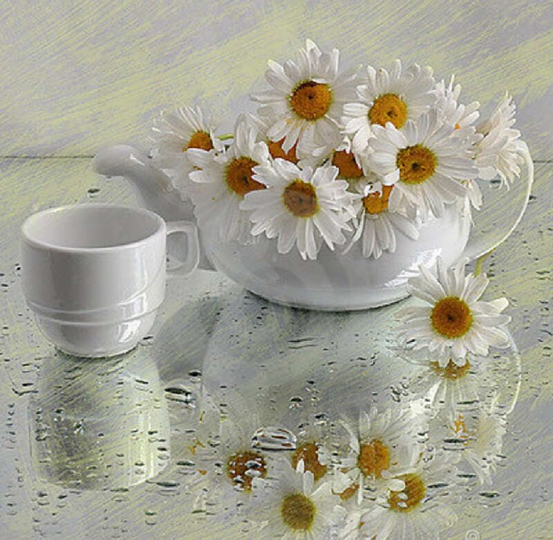 Daisies in White Pitcher