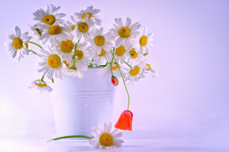 Daisies in White Vase