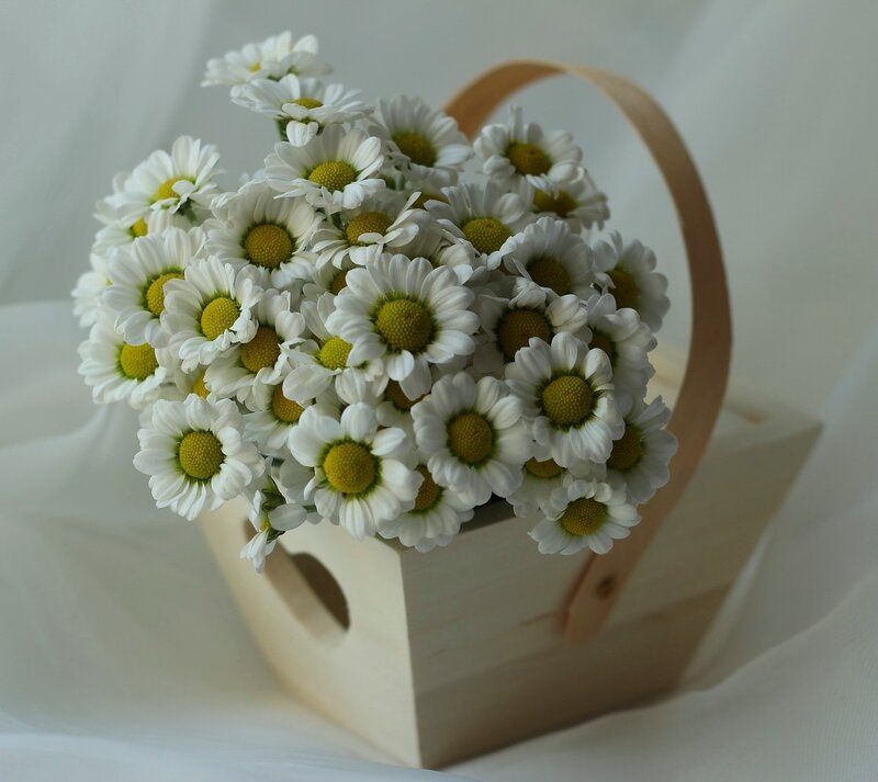 Daisies in Wooden Basket