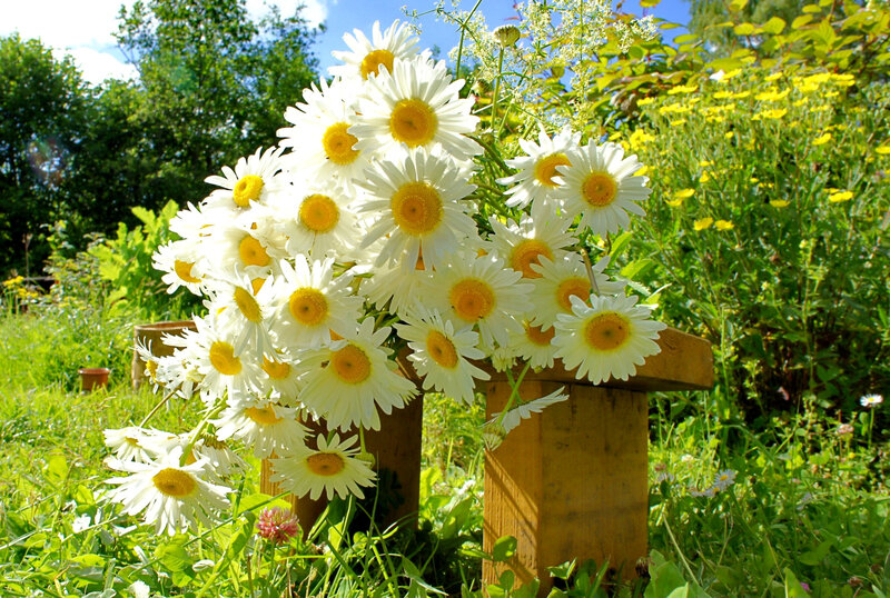 Daisies in Wooden Vase — White, Serene