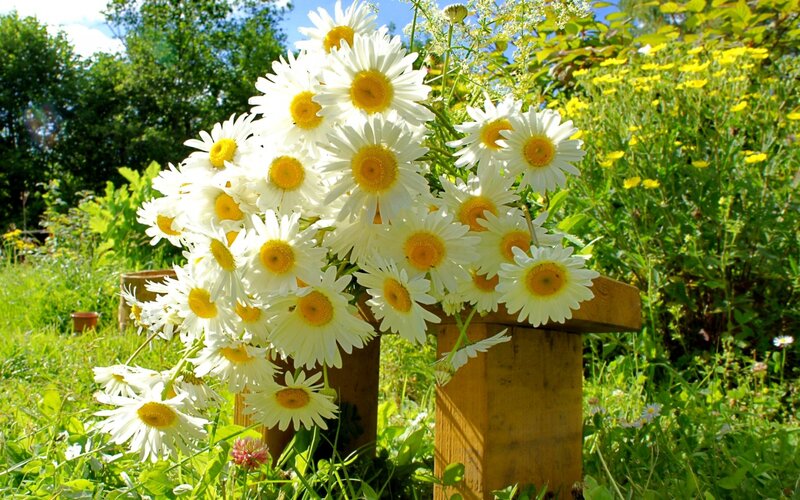 Daisies in Wooden Vase — White