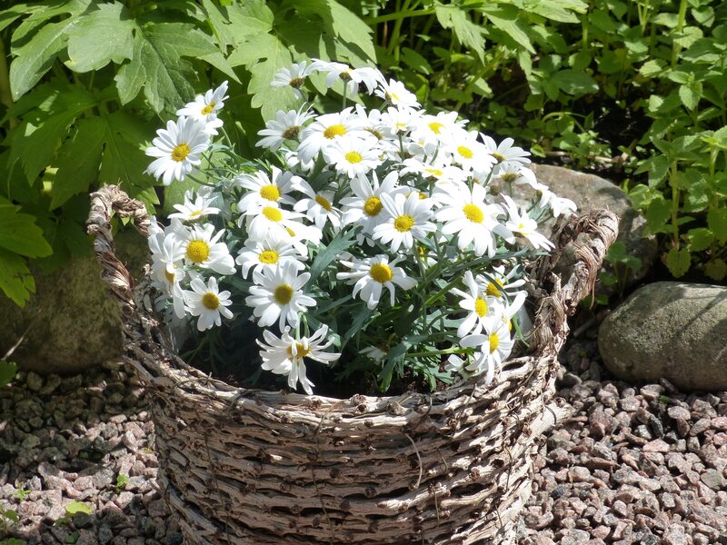 Daisies in Woven Basket