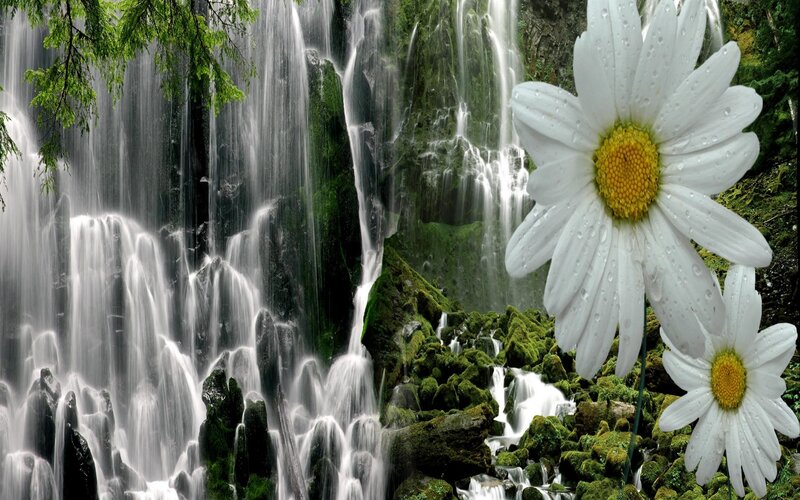 Daisies Near Waterfall