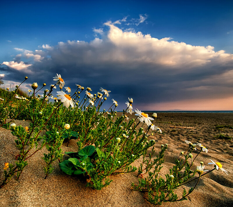 Daisies on a Beach — Blue