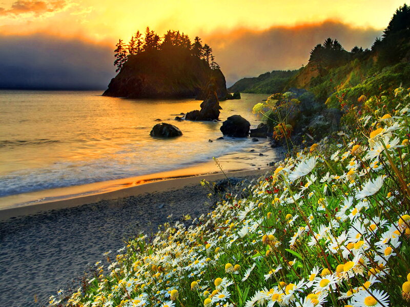 Daisies on a Beach — Yellow