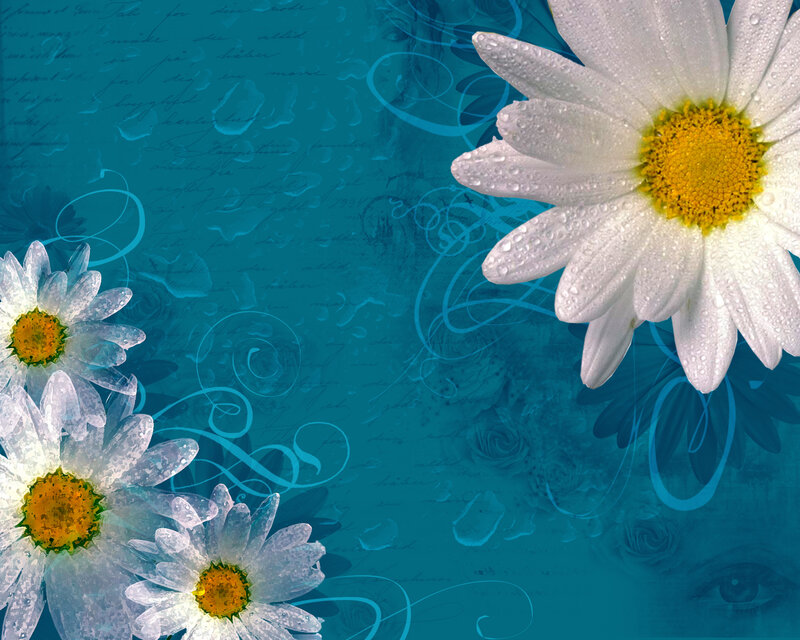 Daisies on a blue background