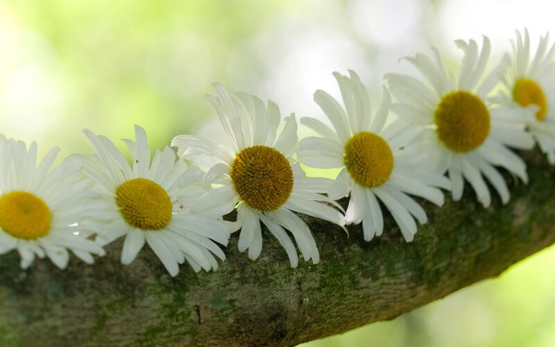 Daisies on a Branch