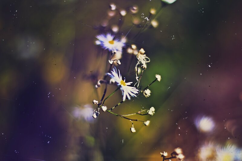 Daisies on a Branch — White, Serene