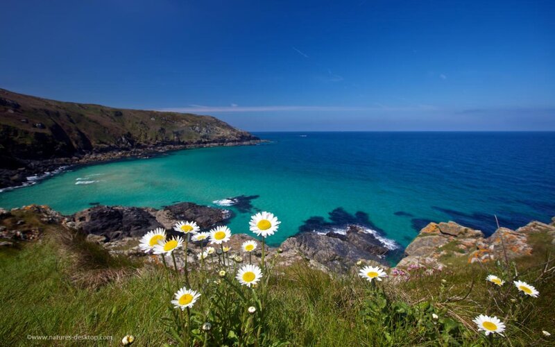 Daisies on a Cliff — Blue