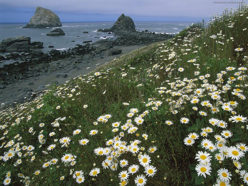 Daisies on a Cliff