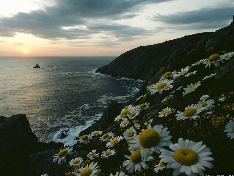 Daisies on a Cliff — White, Serene, Sunset