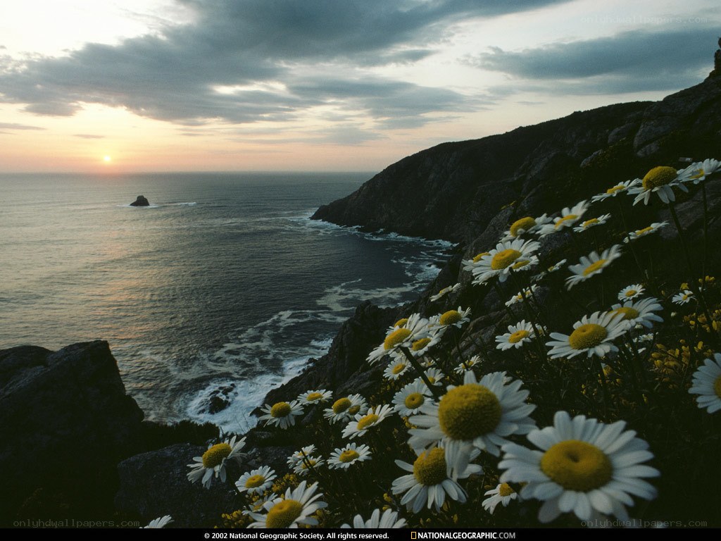 Daisies on a coastal cliff at sunset